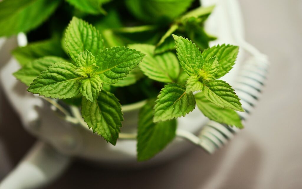 peppermint, medicinal plant, medicinal herbs-2496363.jpg